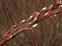 Fasciace větévek vrby (Salix L.)