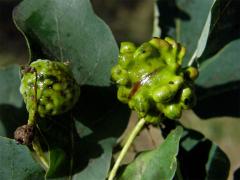 Hálky žlabatky kalichové (Andricus quercuscalicis)