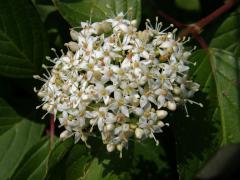 Svída výběžkatá (Cornus sericea L.)