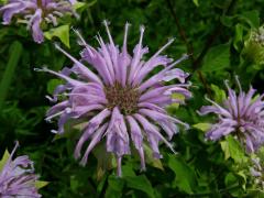 Zavinutka trubkovitá (Monarda fistulosa L.)