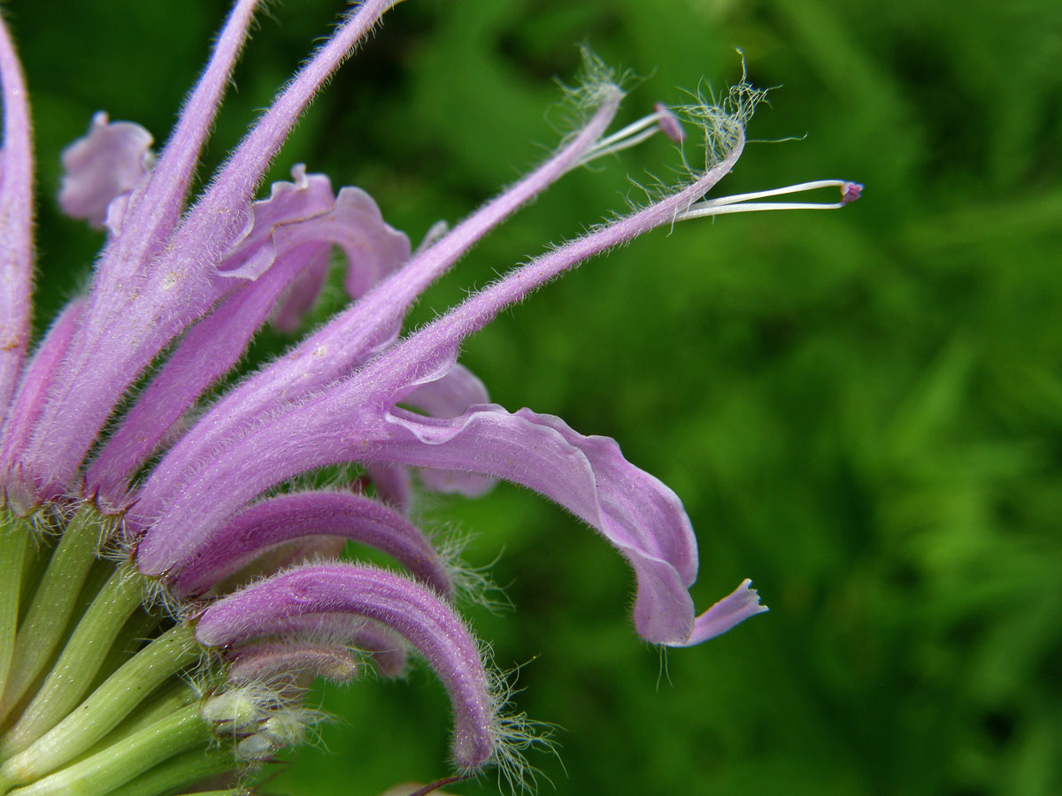 Zavinutka trubkovitá (Monarda fistulosa L.)