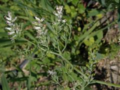Zemědým (Fumaria parviflora Lam.)   