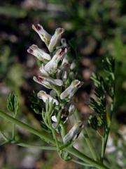 Zemědým (Fumaria parviflora Lam.)