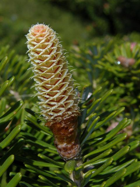 Jedle korejská (Abies koreana Wils.)