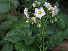 Lilek brambor (Solanum tuberosum L.)