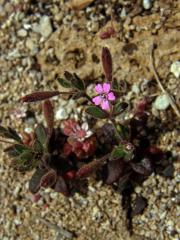 Silenka (Silene sedoides Poir.)