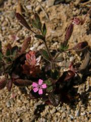 Silenka (Silene sedoides Poir.)