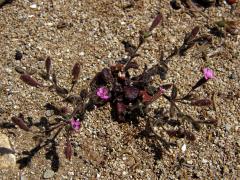 Silenka (Silene sedoides Poir.)