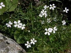 Silenečka čtyřzubá (Silene pusilla Waldt. ex Kit.)   