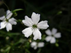 Silenečka čtyřzubá (Silene pusilla Waldt. ex Kit.)