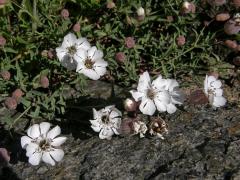 Silenka (Silene uniflora Roth.)