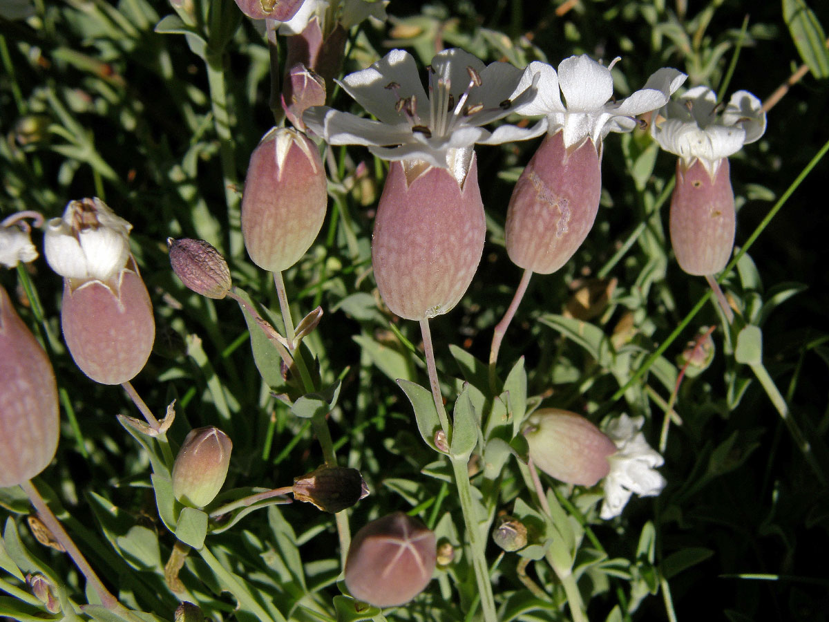 Silenka (Silene uniflora Roth.)