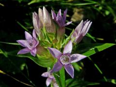 Hořeček (Gentianella Moench)