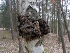 Nádor na bříze bělokoré (Betula pendula Roth) (15)