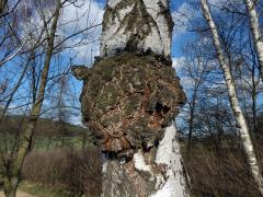 Nádor na bříze bělokoré (Betula pendula Roth) (18)