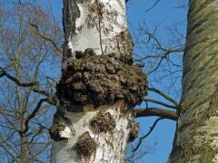 Nádor na bříze bělokoré (Betula pendula Roth) (17b)