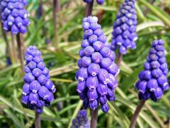 Modřenec širolistý (Muscari botryoides (L.) Mill.)