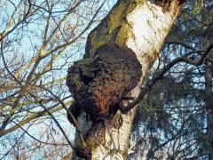 Nádor na bříze bělokoré (Betula pendula Roth) (19)