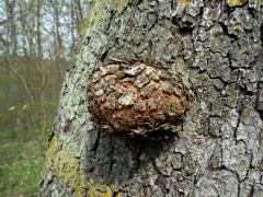 Jeřáb břek (Sorbus torminalis (L.) Crantz) s nádorem na kmeni (2d)