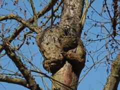 Tumor na olši lepkavé (Alnus glutinosa (L.) Gaertn.) (4c)