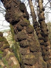 Třešeň ptačí (Prunus avium (L.) L.) (14c) s nádorem na kmeni