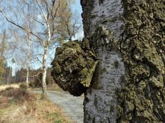 Nádor na bříze bělokoré (Betula pendula Roth) (21)