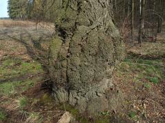 Lípa velkolistá (Tilia platyphyllos Scop.) (17) s nádory na kmeni