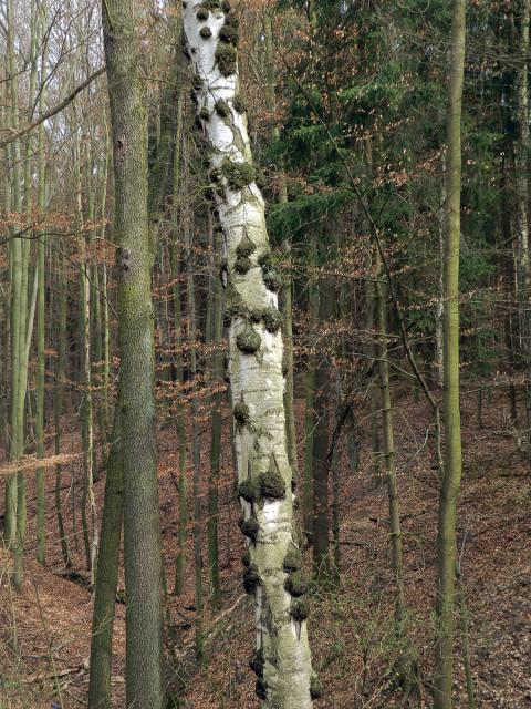 Nádor na bříze bělokoré (Betula pendula Roth) (25a)