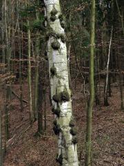 Nádor na bříze bělokoré (Betula pendula Roth) (25b)