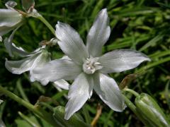 Snědek nicí (Ornithogalum nutans L.)