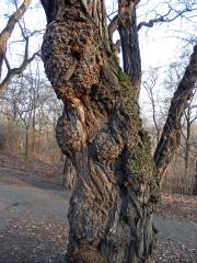 Tumory na akátu (Robinia pseudoacacia L.) (8)