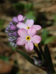 Pomněnka úzkolistá (Myositis stenophylla Knaf) (1a) s růžovými květy