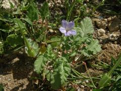 Pumpava jeřábí (Erodium gruinum (L.) L'Hér. )   