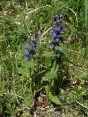 Zběhovec lesní (Ajuga genevensis L.)