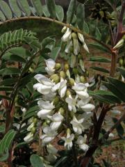 Kozinec (Astragalus lusitanicus Lam.)