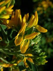 Tolice křovitá (Medicago arborea L.)