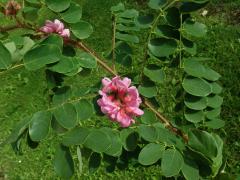 Trnovník lepkavý (Robinia viscosa Vent.)   