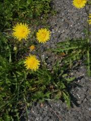 Mléč rolní (Sonchus arvensis L.)