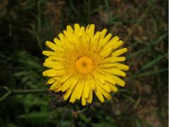 Mléč rolní (Sonchus arvensis L.)