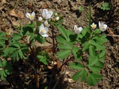 Zapalice žluťucholistá (Isopyrum thalictroides L.)