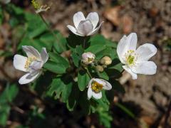 Zapalice žluťucholistá (Isopyrum thalictroides L.)