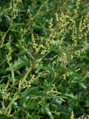 Lebeda lesklá (Atriplex sagittata Borkh.)