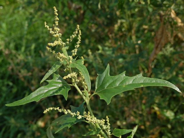 Lebeda lesklá (Atriplex sagittata Borkh.)