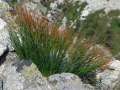 Sítina trojklaná (Juncus trifidus L.)