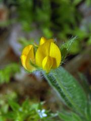 Hymenocarpos circinnatus (L.) Savi