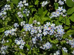 Pomněnka lesní (Myosotis sylvatica Hoffm.)