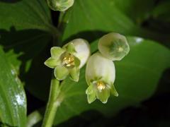 Kokořík širolistý (Polygonatum latifolium (Jacq.) Desf.)