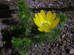 Hlaváček jarní (Adonis vernalis L.)