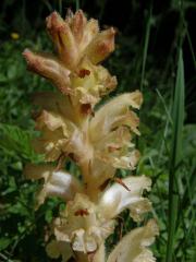 Záraza hřebíčková (Orobanche caryophyllacea Sm.)