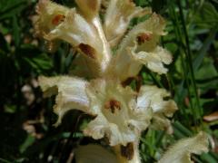 Záraza hřebíčková (Orobanche caryophyllacea Sm.)